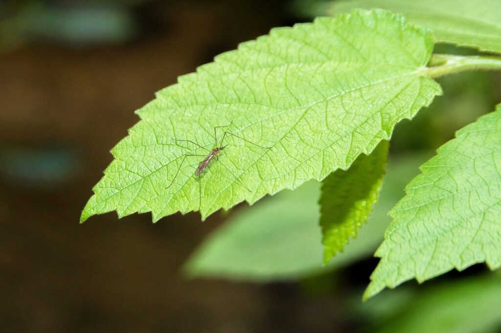 mosquito, nature, male mosquito, long legged mosquito, leaf