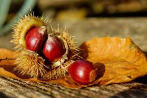 chestnut, nature, sweet chestnut, chestnuts, fruit, brown, edible, specialty, food, plant, prickly, autumn decoration