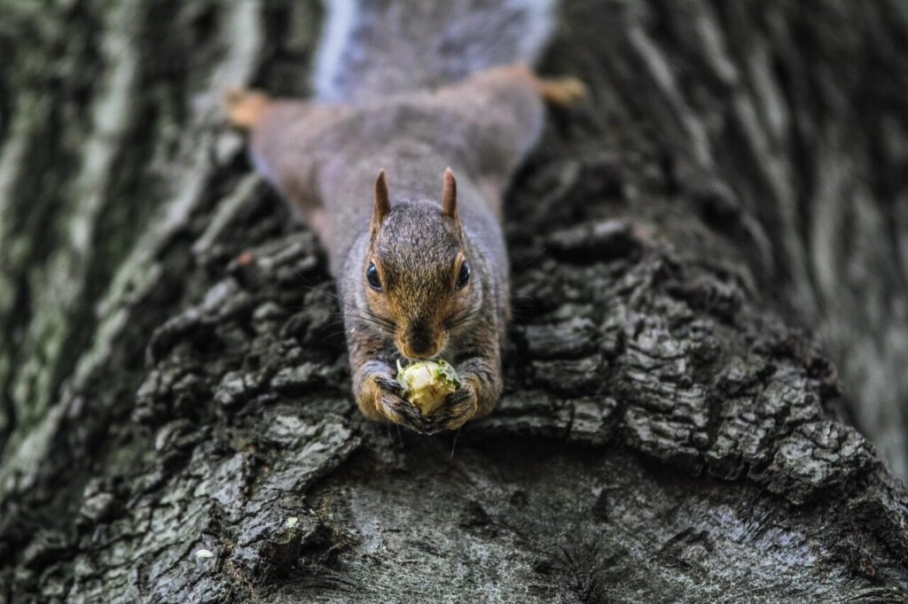 squirrel, tree, rodent, foraging, wildlife, forest, wilderness, nature, animal, animal world, verifiable kitten, nager, forest animal, wildlife photography, trunk, tree trunk, squirrel, squirrel, squirrel, squirrel, squirrel