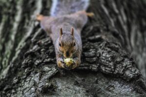 squirrel, tree, rodent, foraging, wildlife, forest, wilderness, nature, animal, animal world, verifiable kitten, nager, forest animal, wildlife photography, trunk, tree trunk, squirrel, squirrel, squirrel, squirrel, squirrel