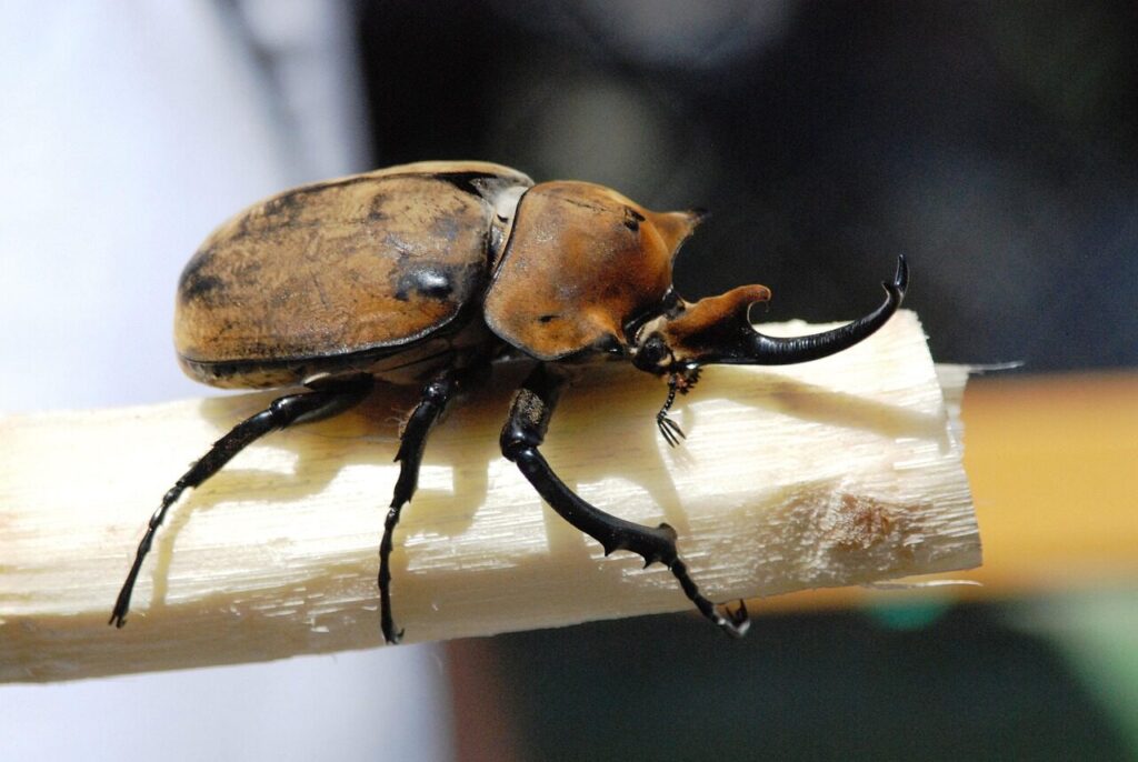 rhinoceros beetle, beetle, insect, riesenkaefer, costa rica, rhinoceros beetle, rhinoceros beetle, rhinoceros beetle, beetle, beetle, beetle, beetle, beetle, costa rica, costa rica, costa rica