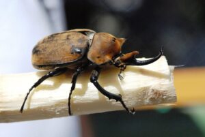 rhinoceros beetle, beetle, insect, riesenkaefer, costa rica, rhinoceros beetle, rhinoceros beetle, rhinoceros beetle, beetle, beetle, beetle, beetle, beetle, costa rica, costa rica, costa rica