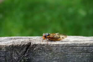 A close-up shot of a cicada resting on a piece of weathered wood with a blurred green background.