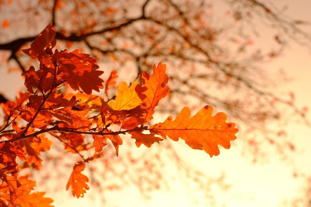 autumn, leaves, foliage, autumn leaves, autumn foliage, autumn colors, autumn season, fall foliage, fall leaves, fall colors, orange leaves, orange foliage, forest, nature, autumn, autumn, autumn, autumn, autumn, leaves, autumn leaves, autumn leaves, fall leaves