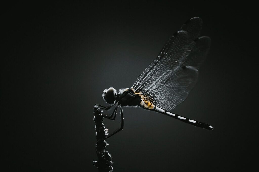 dragonfly, insect, wings, winged, dragonfly wings, winged insect, odonata, macro, close up, backlighting, insect photography, dragonfly, dragonfly, dragonfly, dragonfly, dragonfly