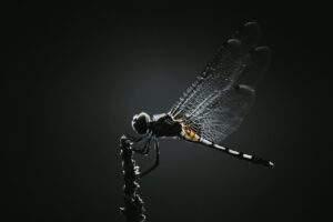 dragonfly, insect, wings, winged, dragonfly wings, winged insect, odonata, macro, close up, backlighting, insect photography, dragonfly, dragonfly, dragonfly, dragonfly, dragonfly