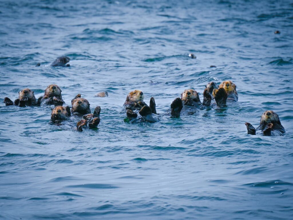 A group of sea otters floating on the water surface in Tofino, BC, Canada.