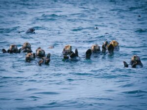 A group of sea otters floating on the water surface in Tofino, BC, Canada.