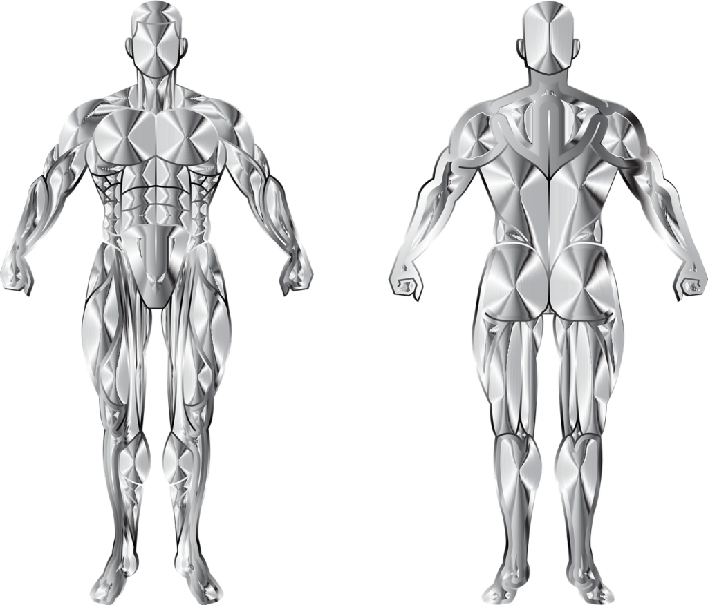 man, body, human, biology, anatomy, muscles, muscular, bodybuilder, health, male, people, person, abstract, geometric, bodybuilding, silver, body, anatomy, muscles, muscles, muscles, muscles, muscles, bodybuilder, bodybuilder, bodybuilding, bodybuilding