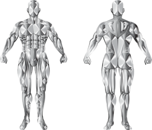 man, body, human, biology, anatomy, muscles, muscular, bodybuilder, health, male, people, person, abstract, geometric, bodybuilding, silver, body, anatomy, muscles, muscles, muscles, muscles, muscles, bodybuilder, bodybuilder, bodybuilding, bodybuilding